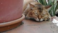 Stray cat taking a nap. Royalty Free Stock Photo