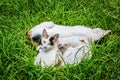 Stray cat with two kitties sleeping in grass Royalty Free Stock Photo