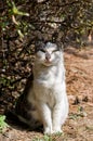 A stray cat under the tree.