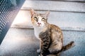 Stray Cat in the Urban City Royalty Free Stock Photo