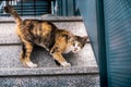 Stray Cat in the Urban City Royalty Free Stock Photo