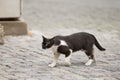 Stray cat walking on a street Royalty Free Stock Photo