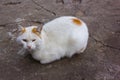 Stray cat was cold Royalty Free Stock Photo