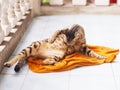 Stray cat washing and licking itself Royalty Free Stock Photo