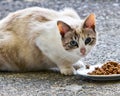 Wary stray cat Royalty Free Stock Photo