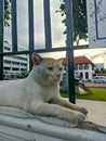 Stray cat laying down in front of Museum Arsip Nasional, Jakarta Royalty Free Stock Photo