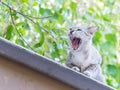 Stray Cat is yawning on the roof Royalty Free Stock Photo