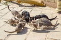 Stray cats, cats feeding, Arabian mau Royalty Free Stock Photo