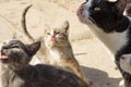 Stray cats, cats feeding, Arabian mau