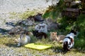 Stray cats in Cyprus Royalty Free Stock Photo