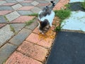 Stray cats eating on the side of the road Royalty Free Stock Photo