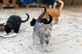 Stray cats eating on the street. A group of homeless and hungry street cats eating food given by volunteers. Feeding a group of