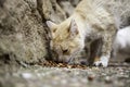 Stray cats eating on the street