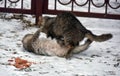 Cats fight over food on the street Royalty Free Stock Photo