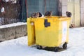 Stray Cats on Garbage Container in the Winter