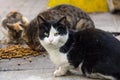 Stray cats from Istanbul eating dry food on the streets, one of the cats looking at the camera Royalty Free Stock Photo