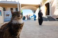 Stray cats of Istanbul. A stray cat in the courtyard of a mosque.