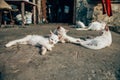 Stray cats living in poor conditions. Cat population out of control. Spay and neuter concept image