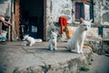 Stray cats living in poor conditions. Cat population out of control. Spay and neuter concept image