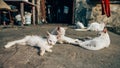 Stray cats living in poor conditions. Cat population out of control. Spay and neuter concept image