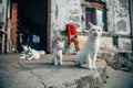 Stray cats living in poor conditions. Cat population out of control. Spay and neuter concept image