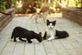 Stray cats playing on the pavement in hotel resort. Royalty Free Stock Photo