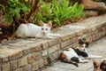 Stray cats relaxing at brick curb pavement in hotel resort Royalty Free Stock Photo