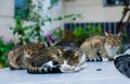 Stray cats sleeping on the car outdoors