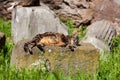 Stray cats sunbathing on top of the ruins of Roman columns at the Piazza Vittorio Emanuele II in Rome