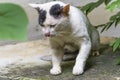 Stray cats white looking Find something in thailand