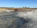 Stray cow on dry mud salt lake copy space