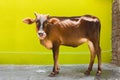 Stray cow in front of green wall