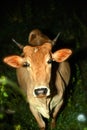 Stray cow or a night surprise