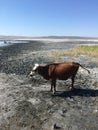 Stray cow standing at mud salt lake near Azov sea in Crimea in sunny day