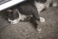 Stray Dirty Cat Resting Under Parked Car Royalty Free Stock Photo