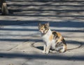 Stray dirty Cat, Kitten, on the streets