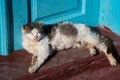 A stray dirty cat resting in the sun.