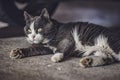 Stray Dirty Cat Resting Under Parked Car Royalty Free Stock Photo