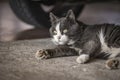 Stray Dirty Cat Resting Under Parked Car Royalty Free Stock Photo