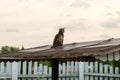 A stray dirty cat sits on a roof against a blue sky, horizontal orientation. A hungry skinny cat is resting on a rusty roof.