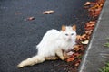 Stray dirty white cat with blue eyes Royalty Free Stock Photo