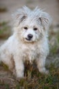 Stray dog Royalty Free Stock Photo