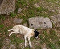 Stray dog asleep at the site of the first Olympics at Olympia in Greece Royalty Free Stock Photo