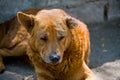 Stray dog in bad health Royalty Free Stock Photo