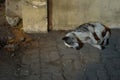 A stray dog in Bali