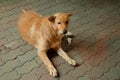 Stray dog in Bangkok