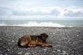 stray dog in Batumi Royalty Free Stock Photo