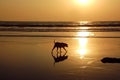 Stray Dog On The Beach Royalty Free Stock Photo