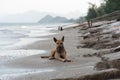 Dog on the tropical beach