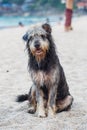 Stray dog on the beach Royalty Free Stock Photo